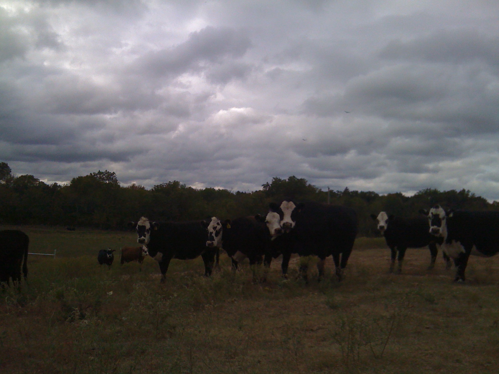 A herd of cows